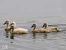 Swan Chicks - Pisklęta Łabędzia